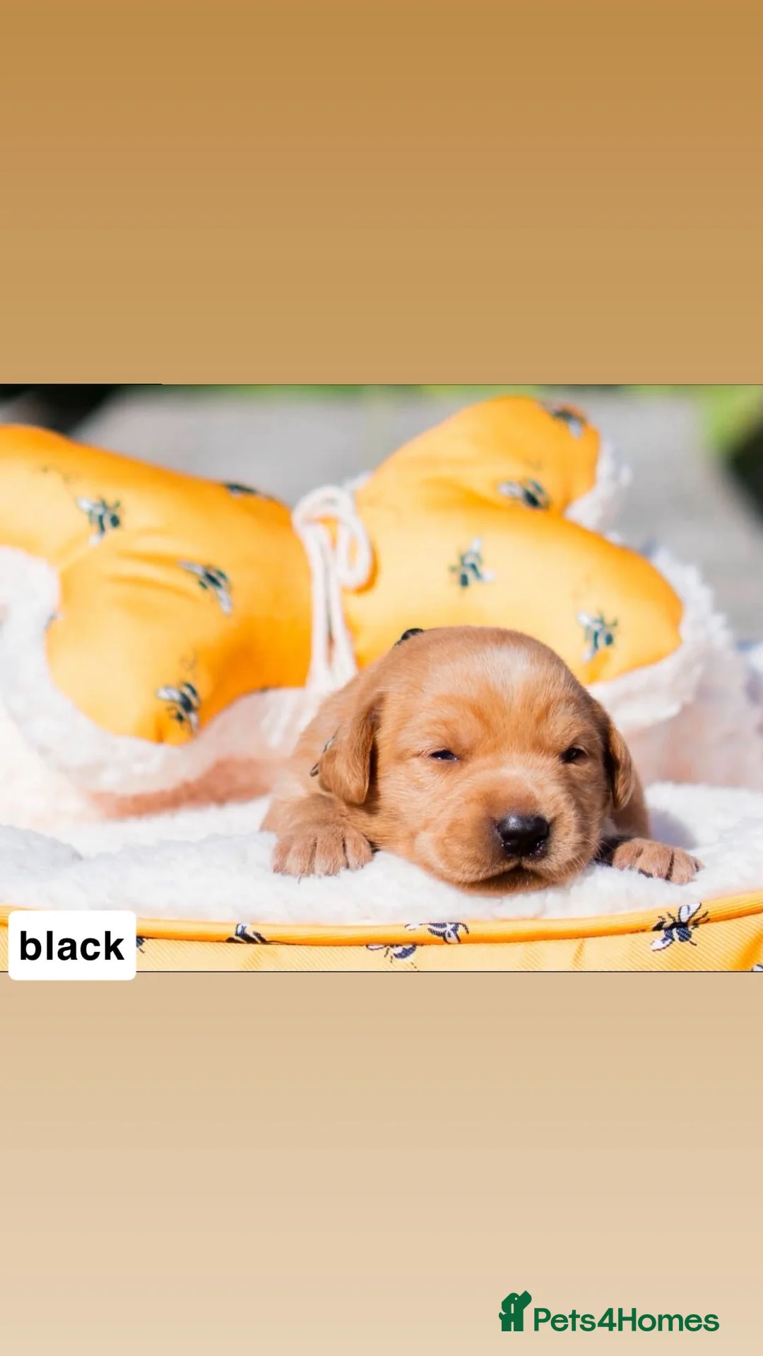 Labrador Retriever dogs for sale: 🌟 7 beautiful pups remaining 🌟 - Advert 2