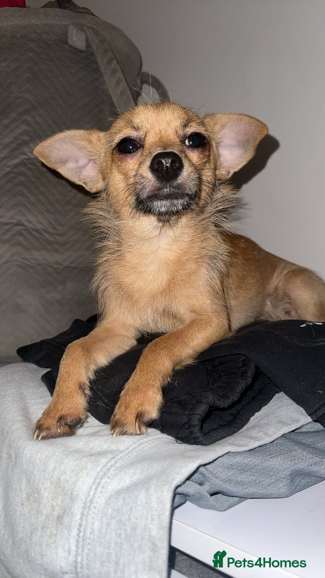 Chihuahua dogs for sale: Chihuahua cross Jack Russell  - Advert 6