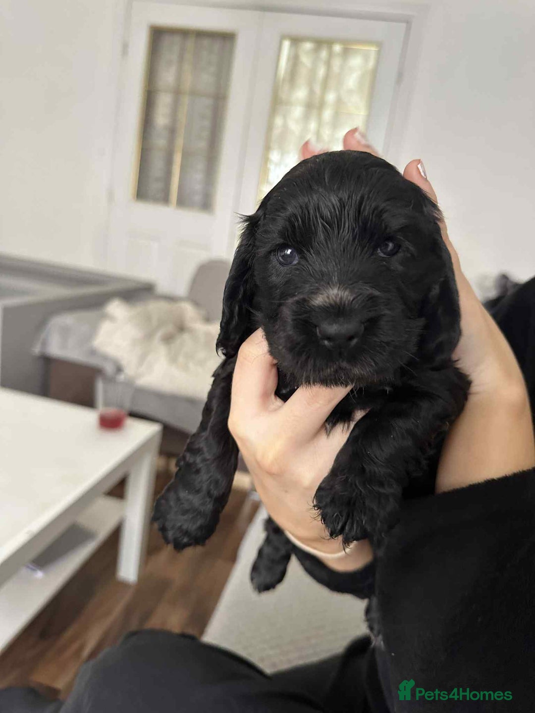 Cocker Spaniel dogs for sale: Cocker spaniel puppy  - Image 12