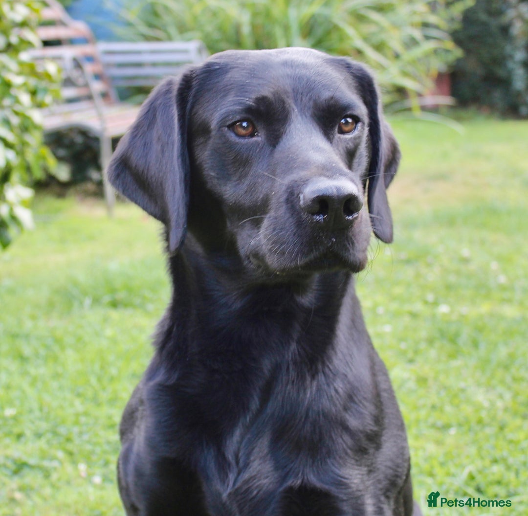 Labrador Retriever dogs for sale: FTCH FENDAWOOD PUPS FOR SALE - Image 3