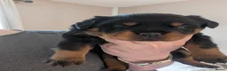 Rottweiler dogs for sale: Female Rottweiler pup for sale  - Advert 3