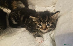 Maine Coon cats for sale: Maine Coone  - Image 18