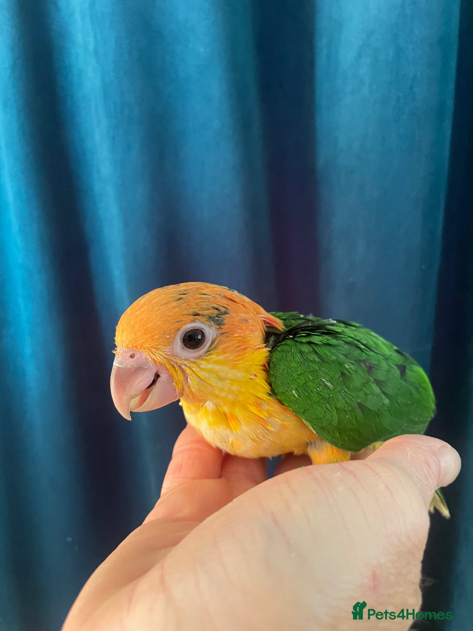 Parrots birds Baby black headed and yellow thighed caiques  - Advert 1