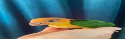 Parrots birds for sale: Baby black headed and yellow thighed caiques  - Advert 1