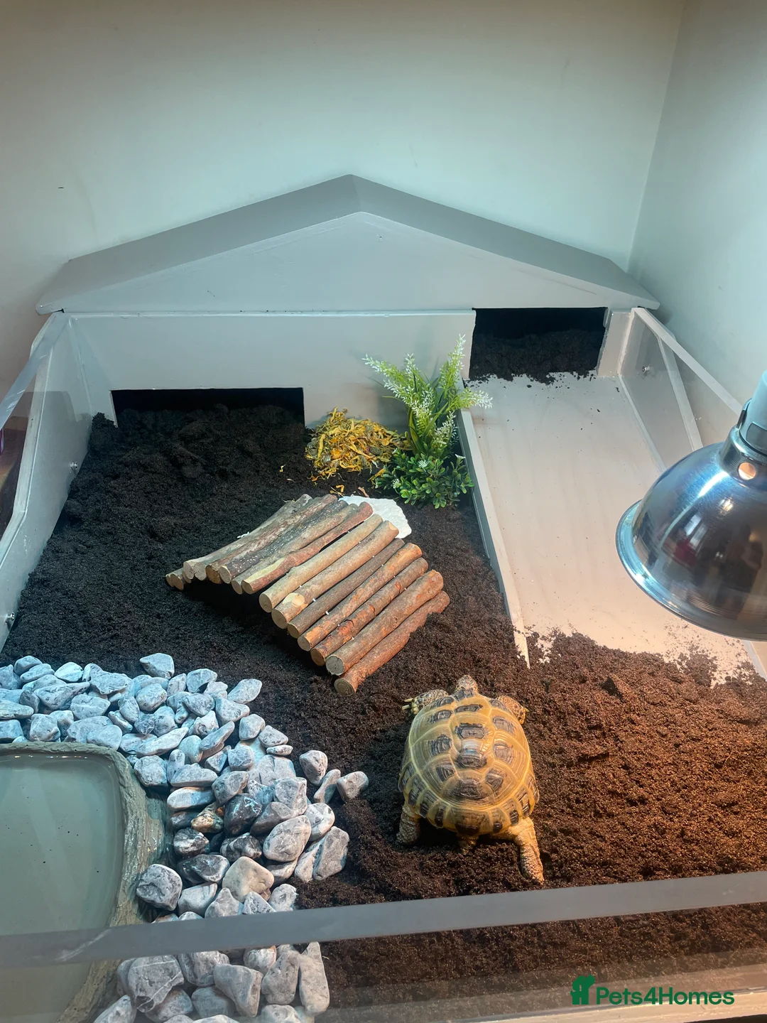 Tortoise reptiles for sale: Horsefield Tortoise  in Malmesbury - Advert 2