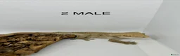 Gecko reptiles for sale: CRESTED GECKOS FOR SALE MALE AND FEMALE - Advert 11