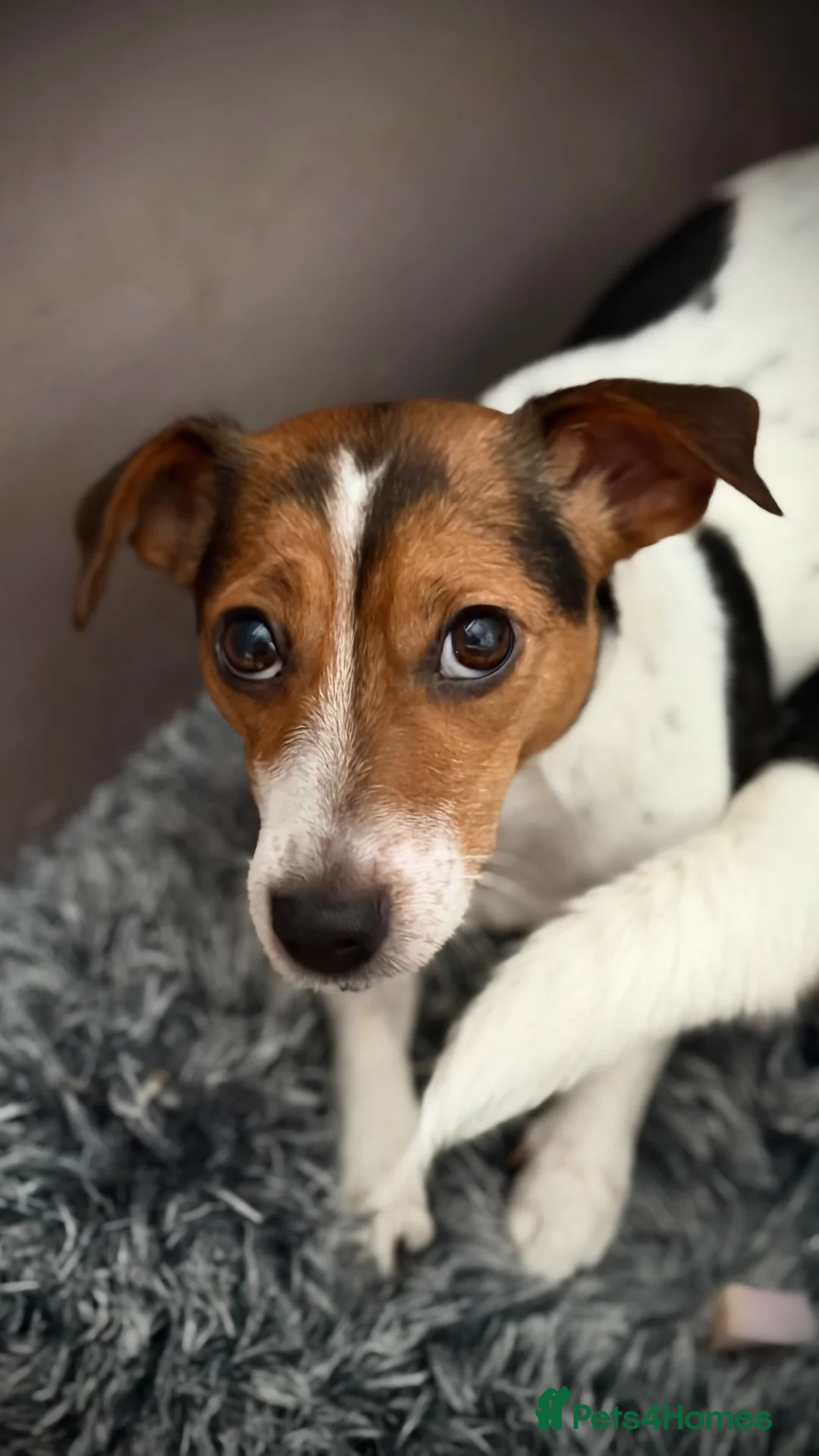 Jack Russell dogs for sale: 3 beautiful Jack Russell girls - Advert 2