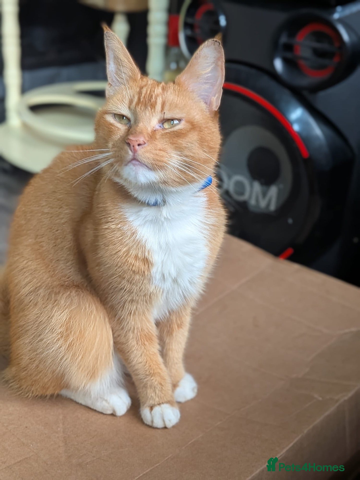 Mixed Breed cats FREE to good home - Advert 1