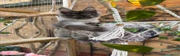 Maine Coon cats for sale: Exceptional pedigree MaineCoons - Phantom & Sprite - Advert 5