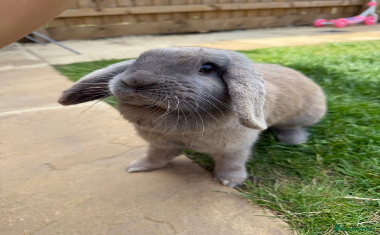 Mini Lop rabbits - Advert 2