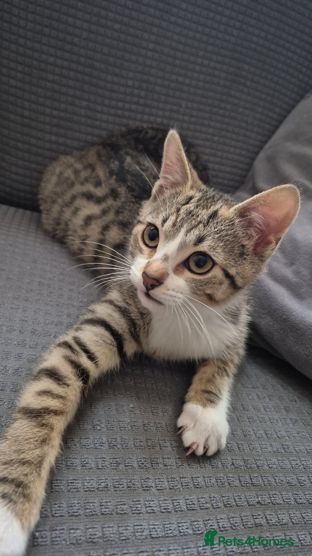 Mixed Breed cats for sale: Male and female ready for new home - Advert 2