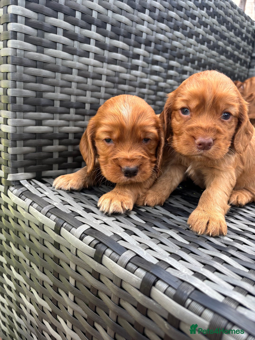 Cocker Spaniel dogs for sale: Gorgeous red cocker spaniels puppies  - Image 22