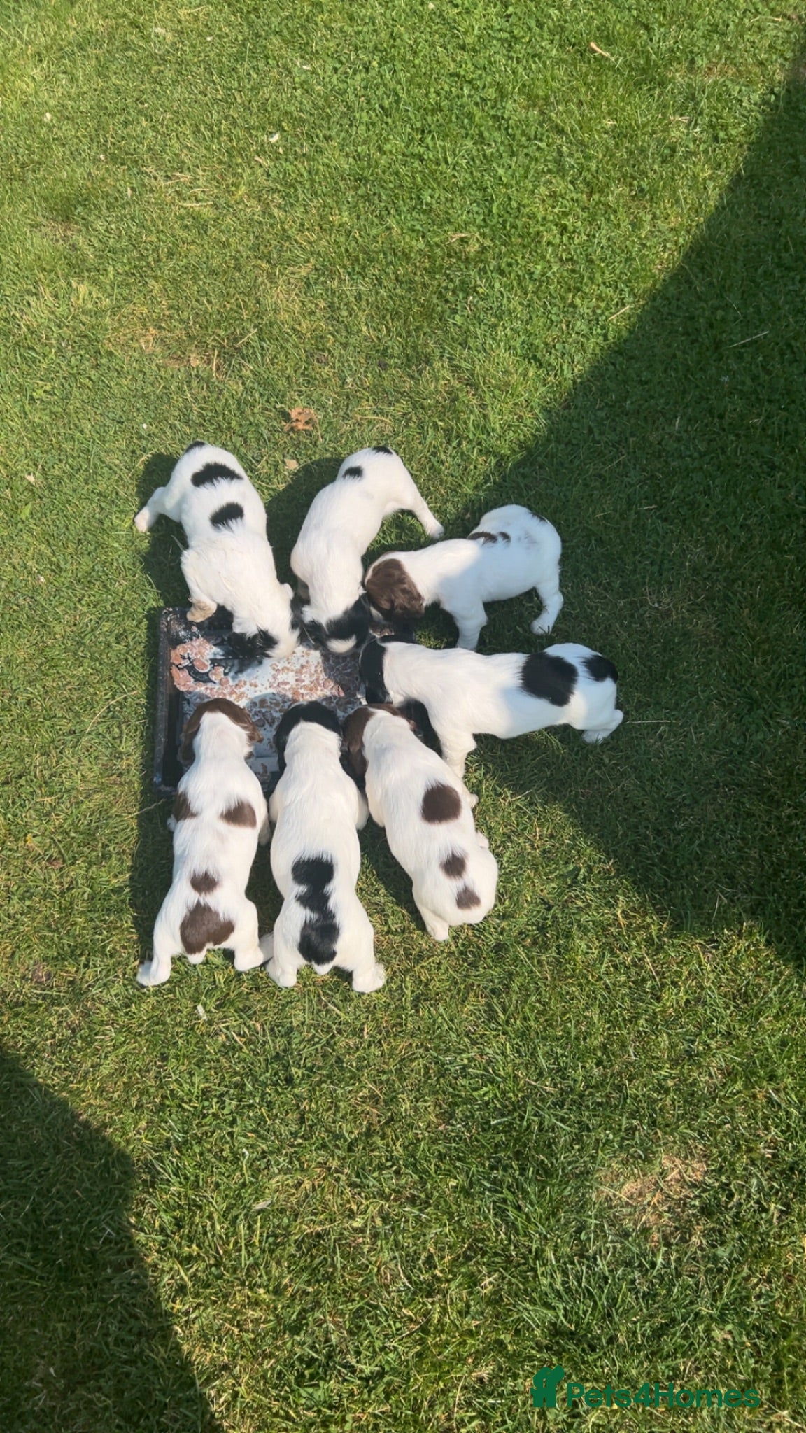 English Springer Spaniel dogs  springer spaniels pups for sale  - Advert 18