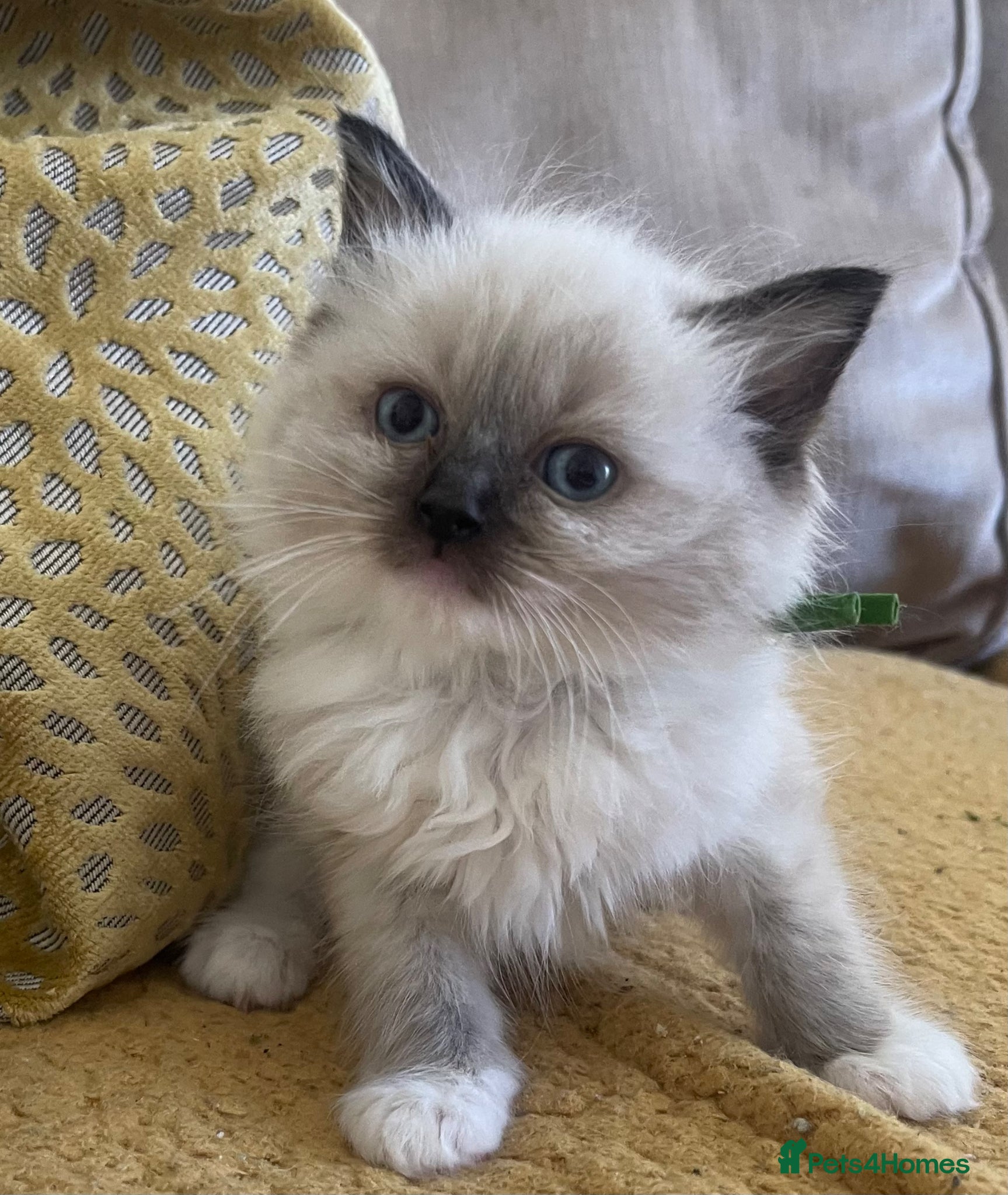 Ragdoll cats Beautiful PURE Ragdoll Kittens 🐱 - Advert 11