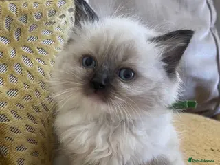 Ragdoll cats Beautiful PURE Ragdoll Kittens 🐱 - Advert 14