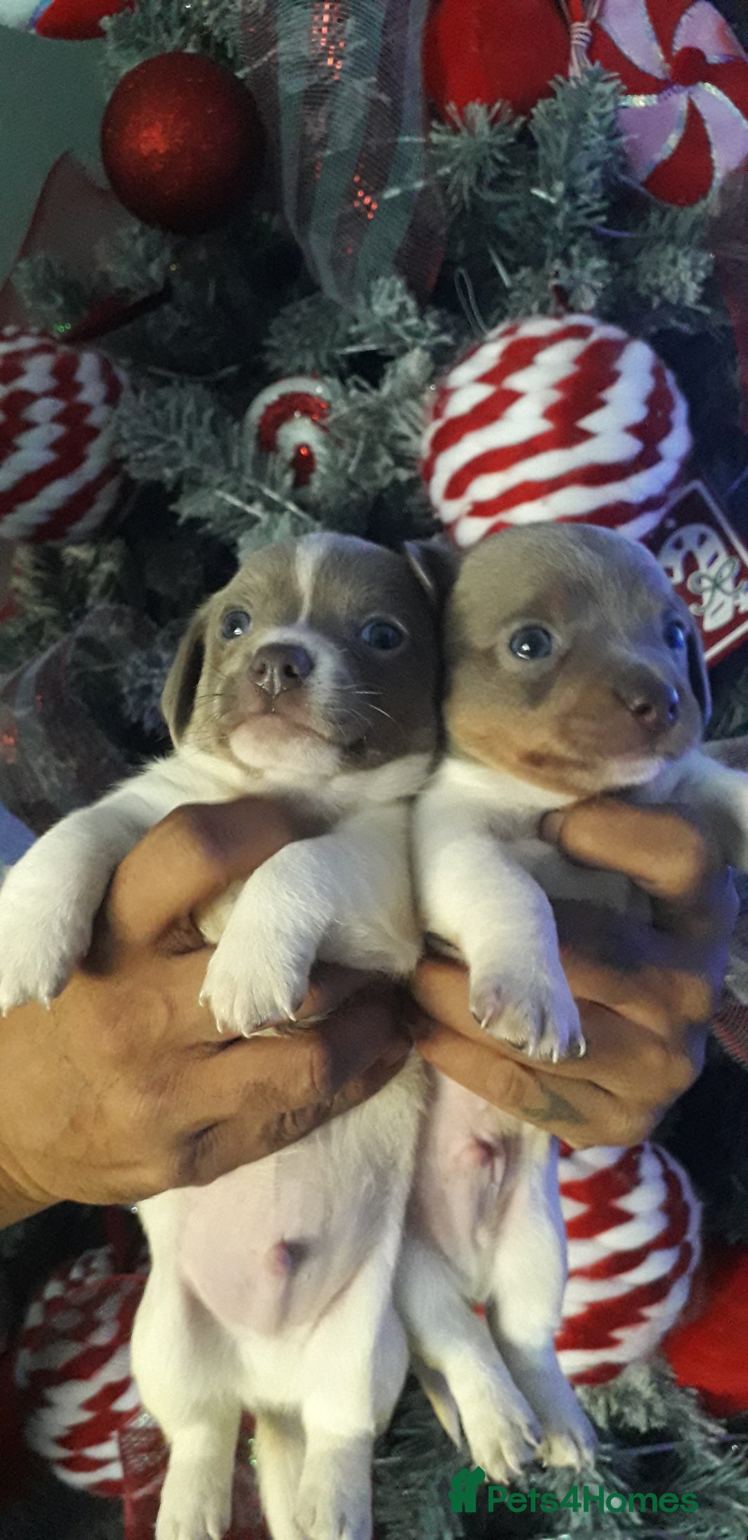 Chiweenie dogs for sale: Chiweenie puppies  - Advert 5
