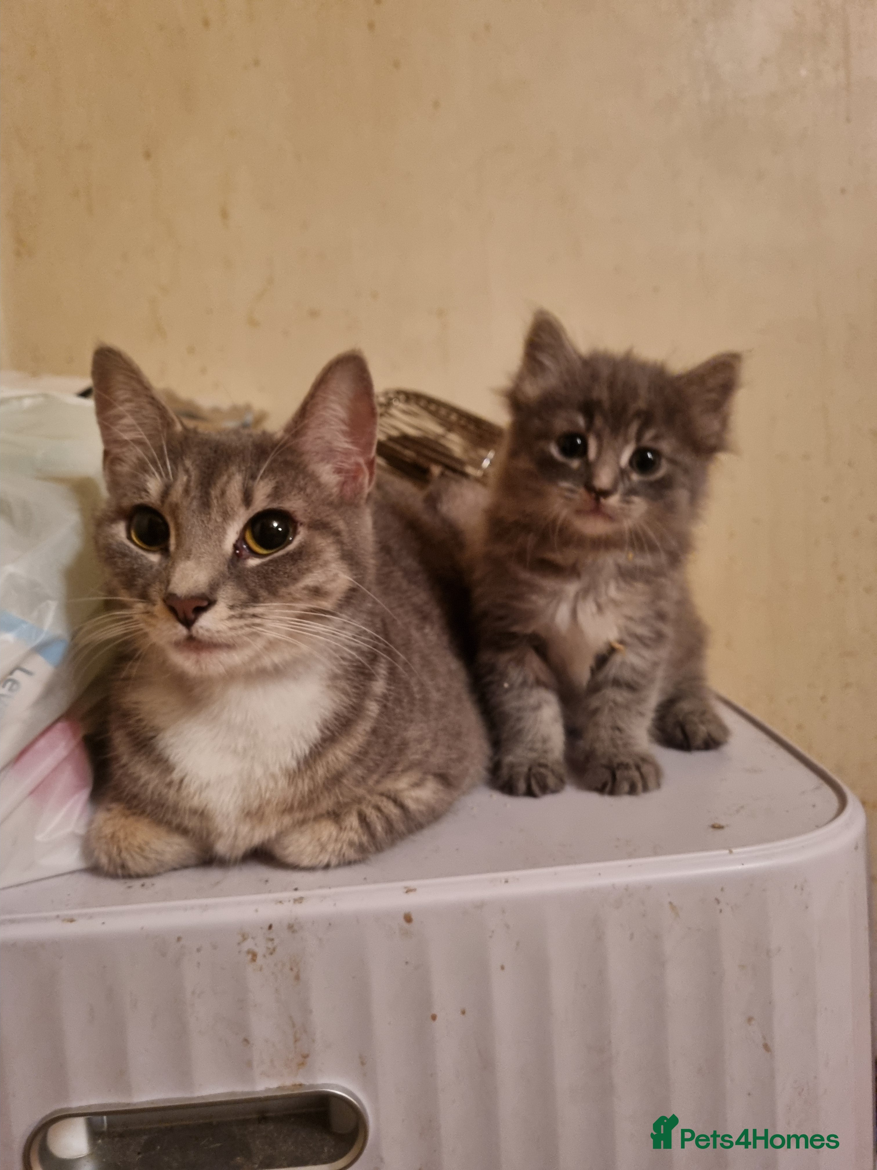 Mixed Breed cats Ghost tabby cats  - Advert 1