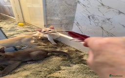 Burmese cats for sale: Burmese Kittens For Sale - Advert 10