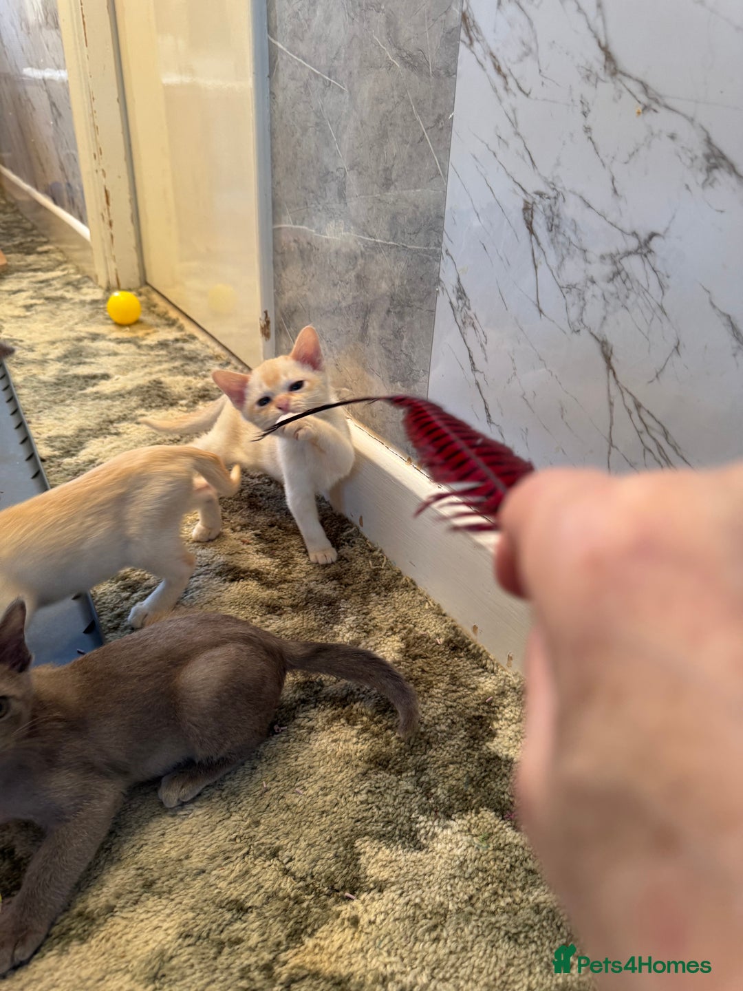 Burmese cats for sale: Burmese Kittens For Sale - Advert 10