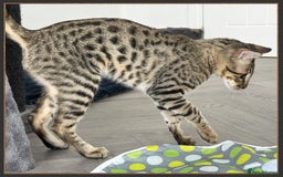 Savannah cats for sale: Dramatically reduced and ready F5 SBT Savannahs in Bingley - Image 11