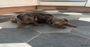 Dachshund dogs - Advert 7
