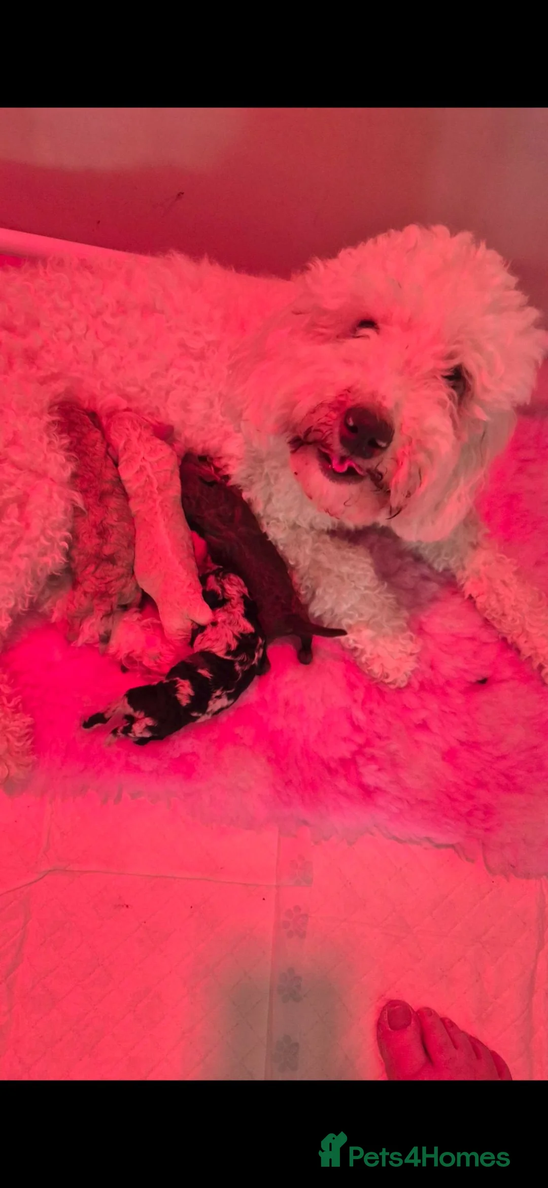 Cockapoo dogs for sale: Beautiful cockapoo puppies for sale  - Advert 7