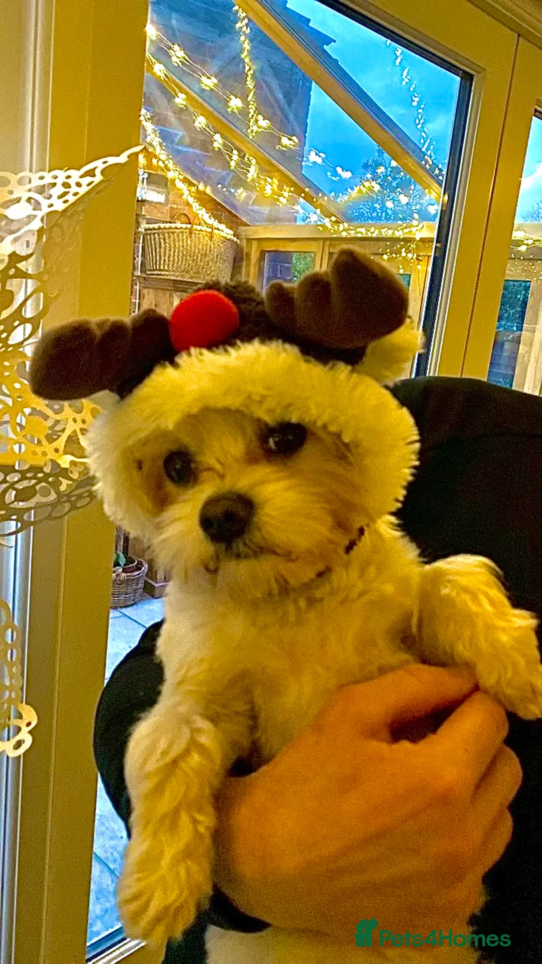 Maltese dogs for stud: Male Pure bred Maltese available for Stud - Advert 2