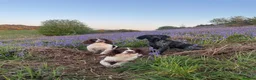English Springer Spaniel dogs for sale: English Springer Spaniel puppies for sale. - Advert 2