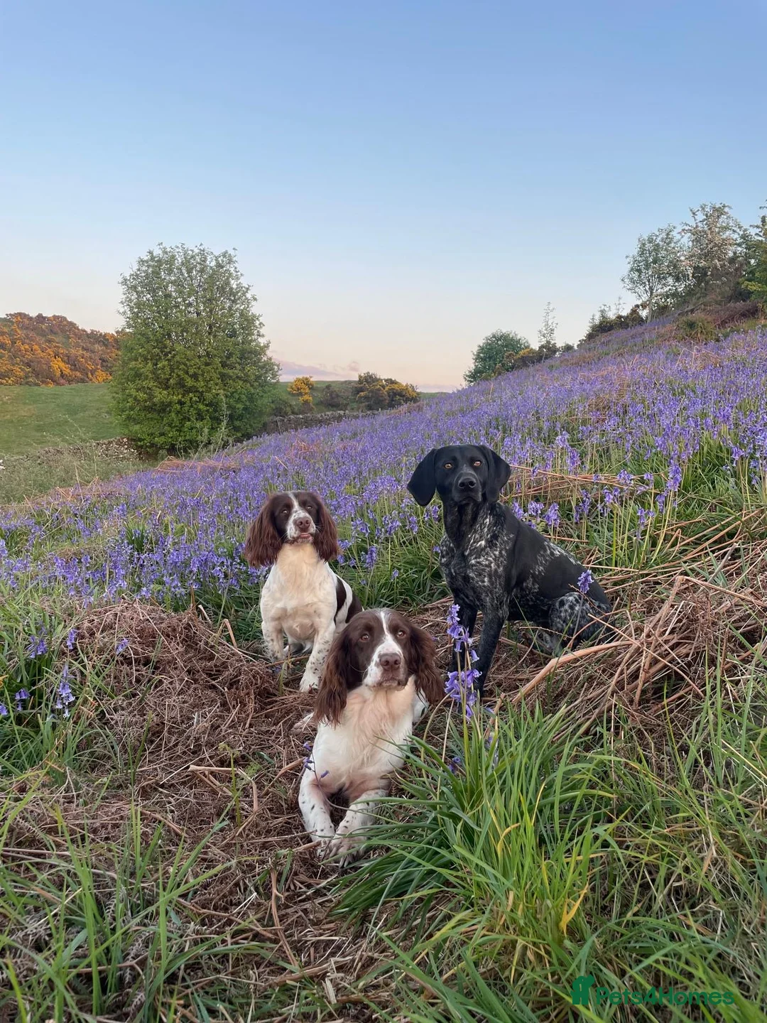 English Springer Spaniel dogs for sale: English Springer Spaniel puppies for sale. - Advert 2