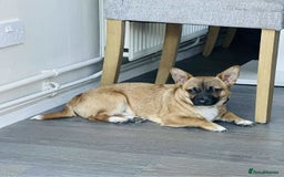 Mixed Breed dogs for sale: 2 chihuahua x jack Russell  - Image 2