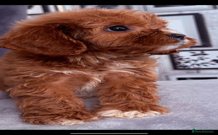 Cavapoo dogs - Advert 5