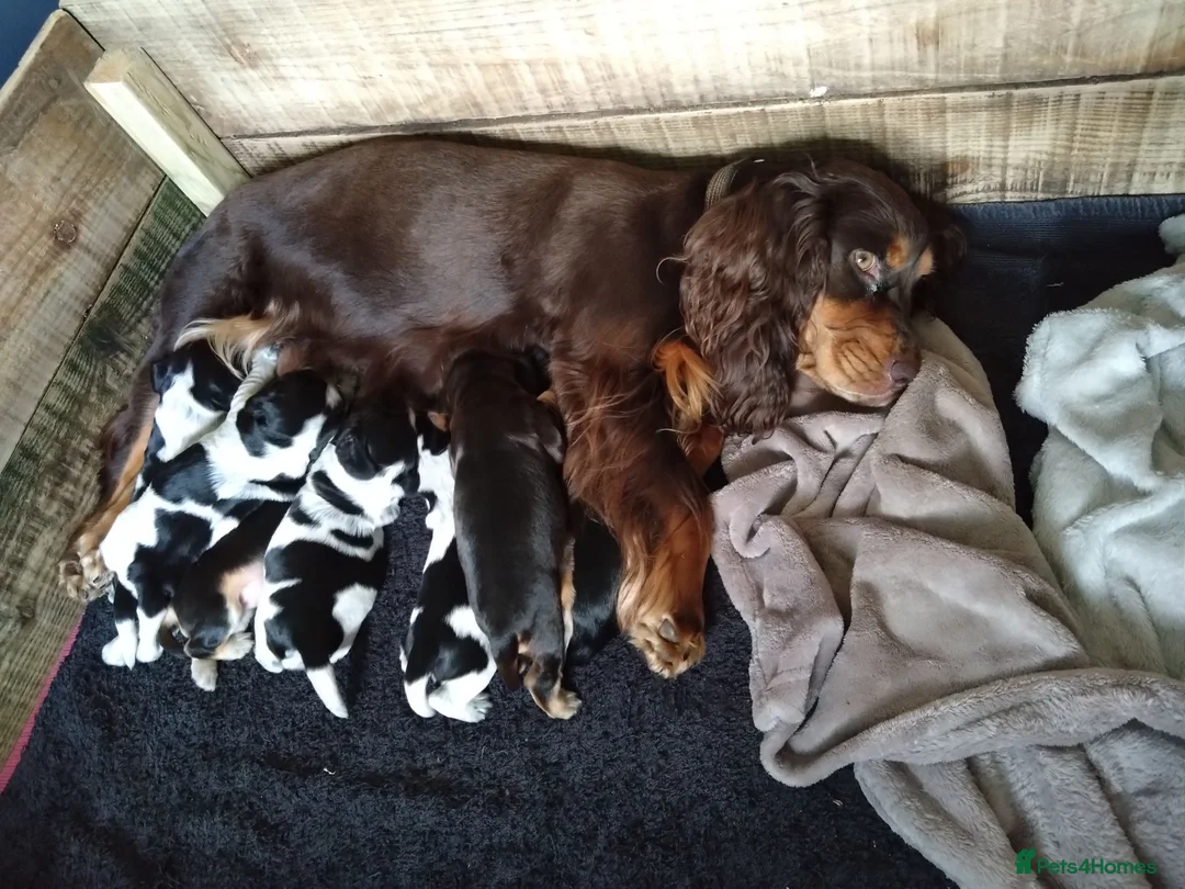 Cocker Spaniel dogs for sale: KC registered show type Cocker spaniel puppies  in Macclesfield - Advert 7