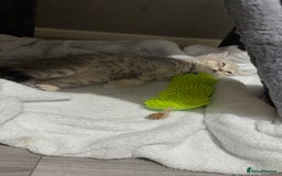 British Shorthair cats for sale: BSH Kitten Bean - Image 27