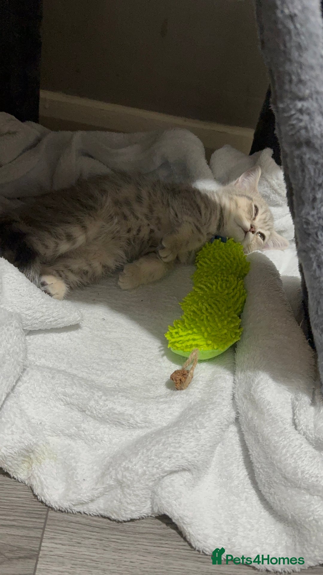 British Shorthair cats for sale: BSH Kitten Bean - Image 27