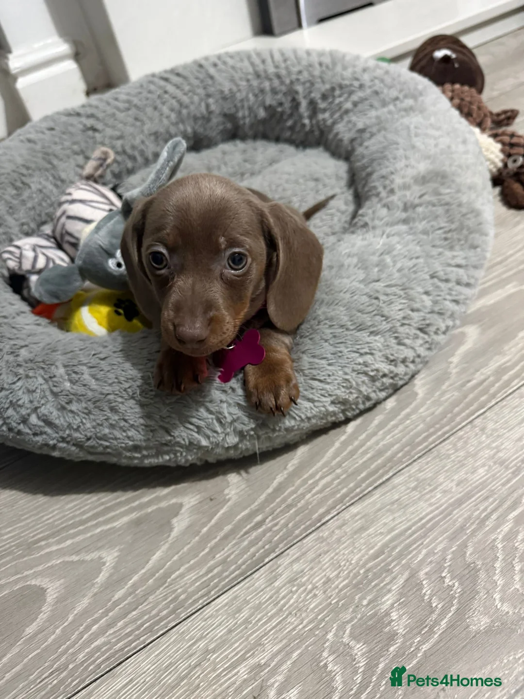Miniature Dachshund dogs for sale: PRA Clear Miniature Dachshund Puppies  - Advert 6