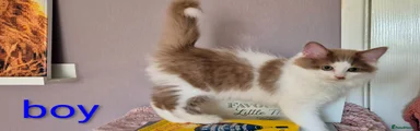 Long legs Munchkin boy 3