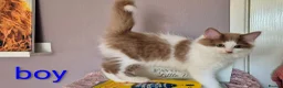 Munchkin cats for sale: Beautiful Munchkin kittens  - Advert 28