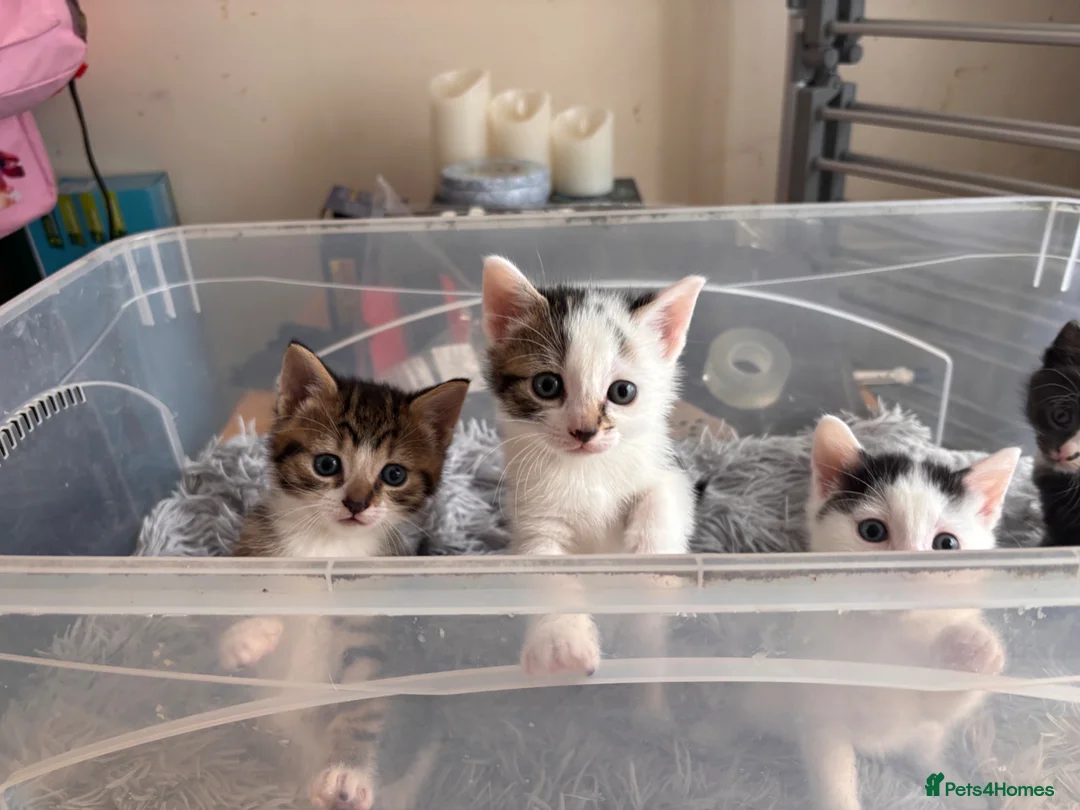 Mixed Breed cats for sale: One female tabby and white kitten left  - Advert 2