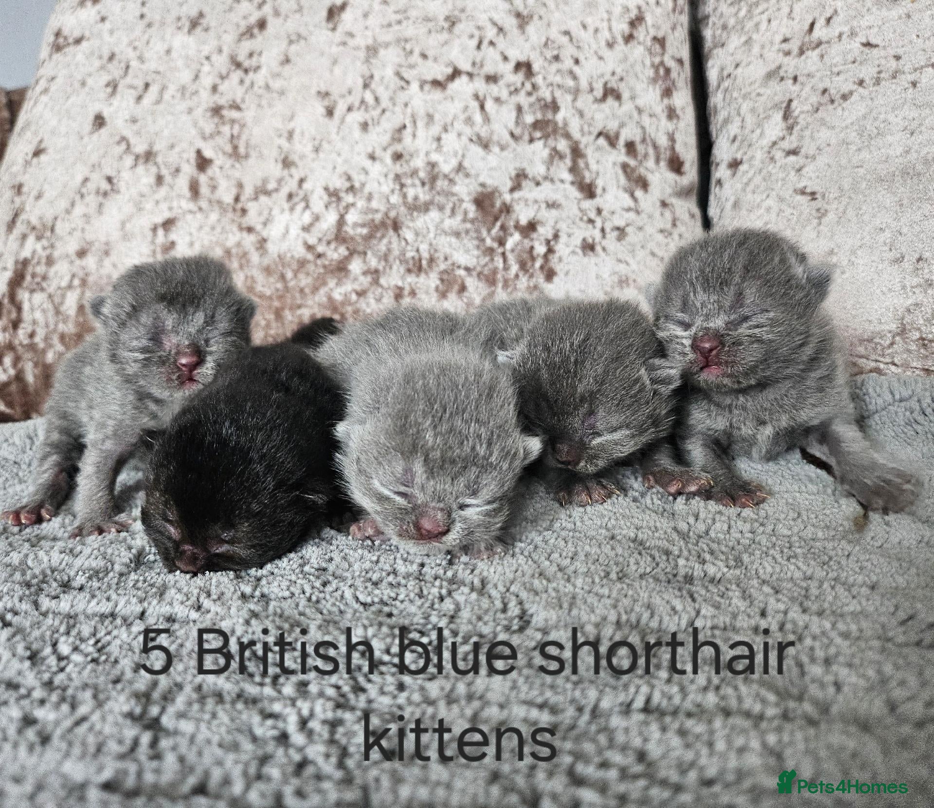 British Shorthair cats British shorthair kittens  - Advert 1