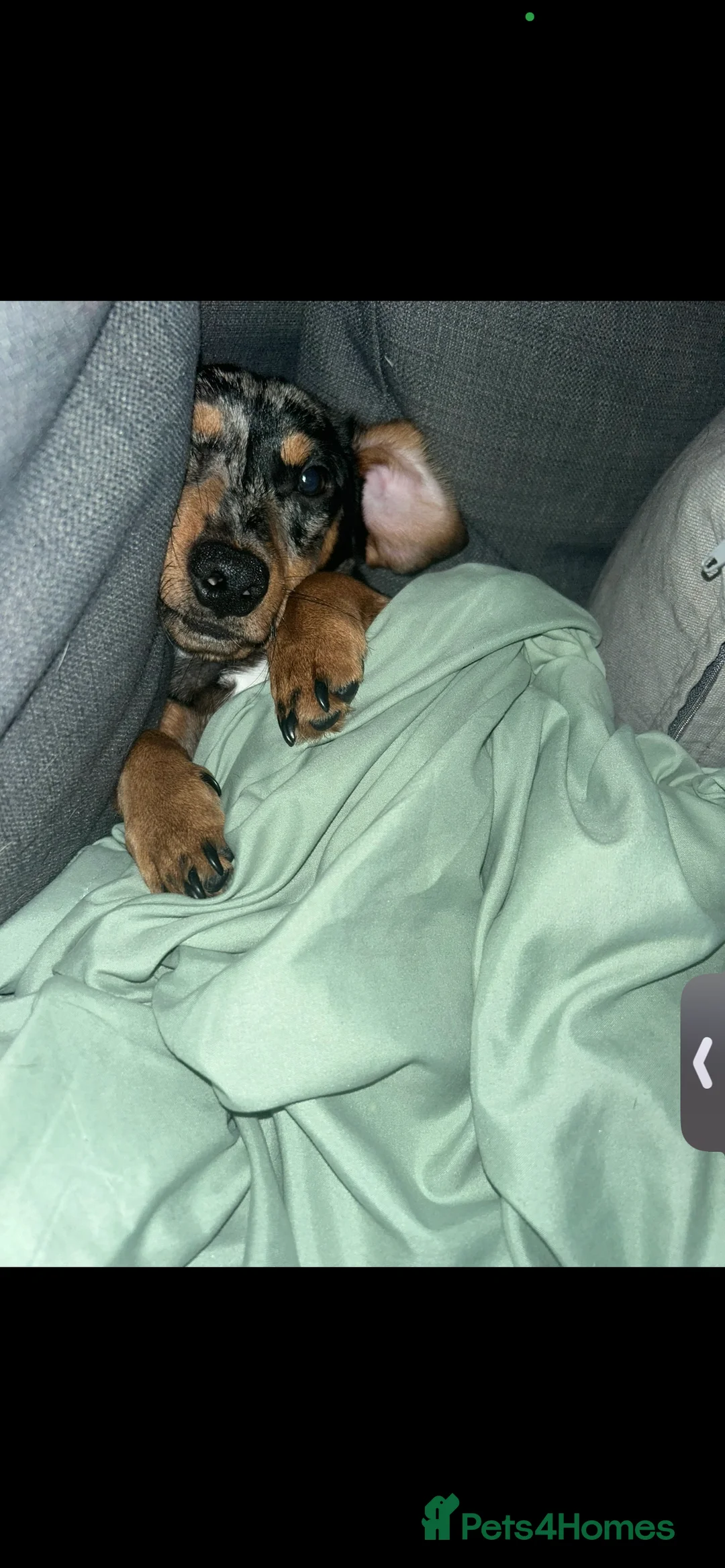 Jackshund dogs for sale: 2 year old jackshund needing a home  - Advert 2