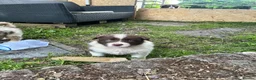 Border Collie dogs for sale: ISDS/KC Border Collie puppies for sale  - Advert 32