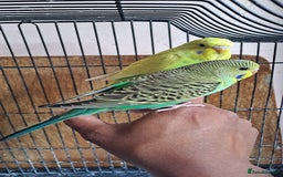 Budgerigars birds for sale: Silly hand tamed baby budgies for sale  - Advert 11