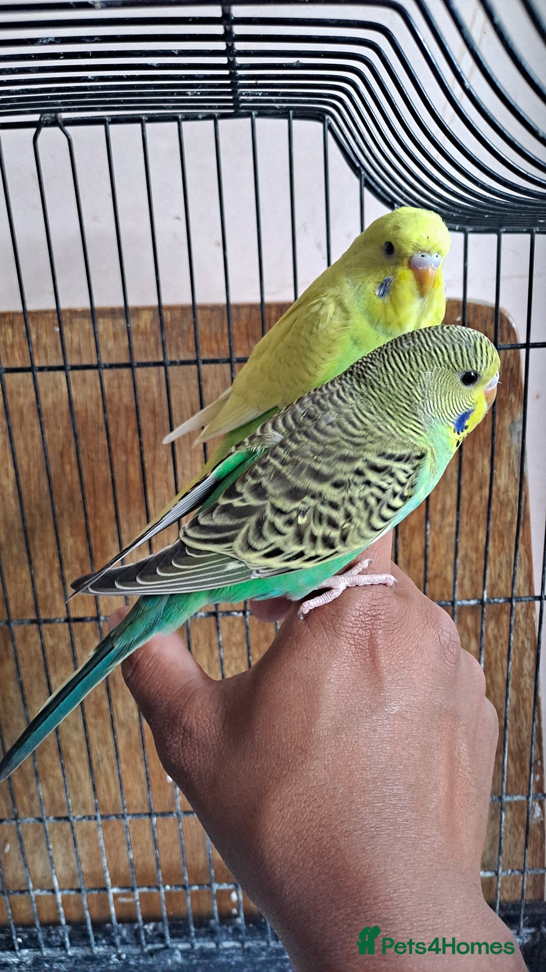 Budgerigars birds for sale: Silly hand tamed baby budgies for sale  - Advert 11