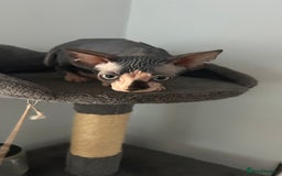 Sphynx cats for sale: Fantastic kittens are looking for new homes. - Image 1