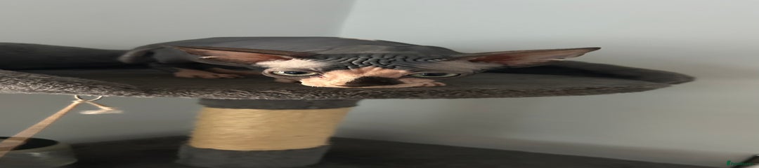 Sphynx Kitten 2