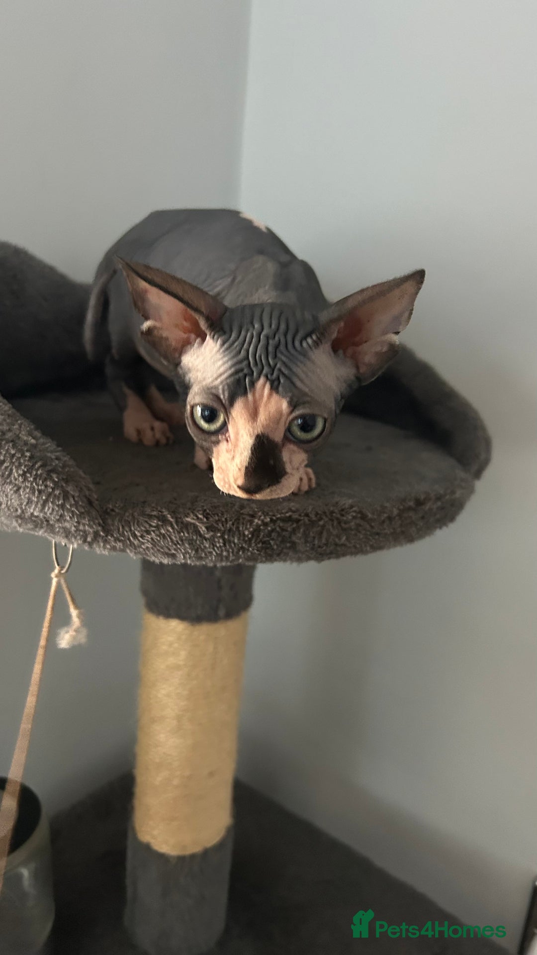 Sphynx cats for sale: Fantastic kittens are looking for new homes. - Image 1