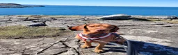 Hungarian Vizsla dogs for sale: Fudge  - Advert 4