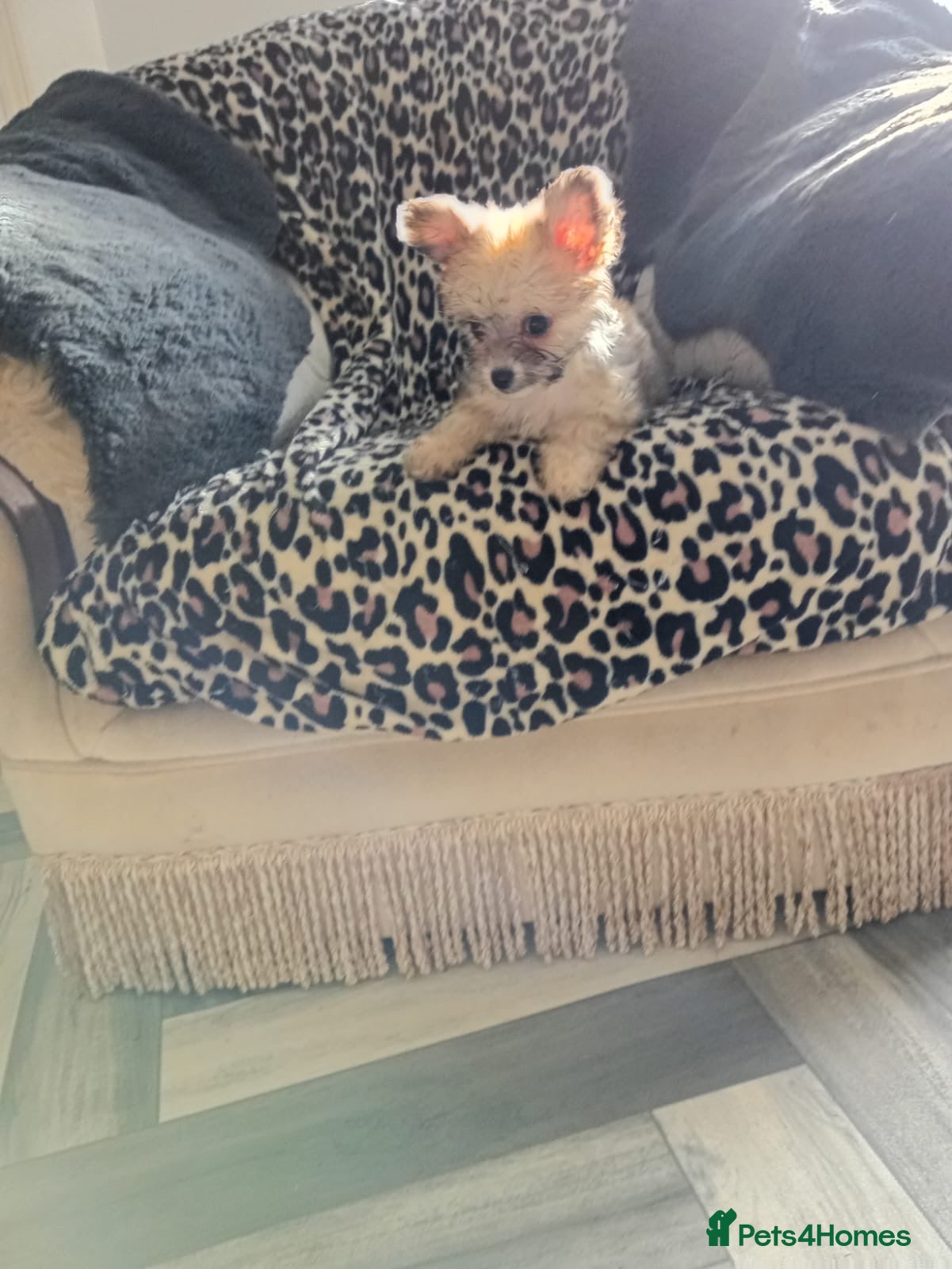 Mixed Breed dogs Fluffy babies one last girl  - Advert 15