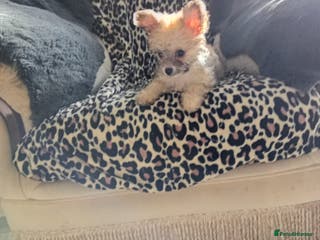 Mixed Breed dogs Fluffy babies one last girl - Advert 15