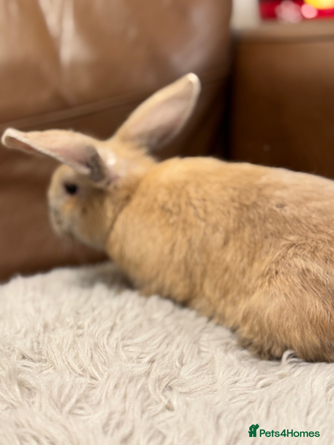 Dwarf Lop rabbits for sale: Baby rabbits - Advert 5